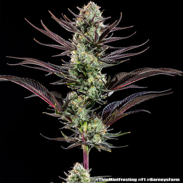 Cannabissamen Thin Mint Frosting F1 Hybrid feminisiert für Indoor und Outdoor
